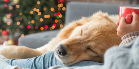 preview image - Investment Update November 2018 - A Holiday Perspective